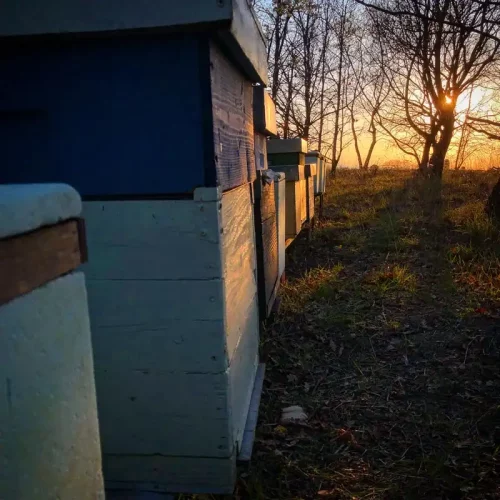 Arnie al tramonto in toscana - Apicoltura Macchiaverde